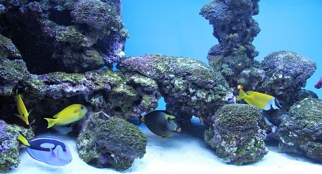 best budget reef lights over saltwater tank
