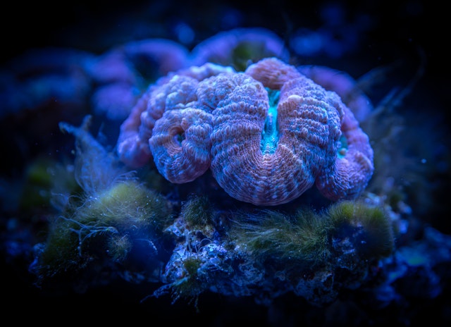 corals under reef lights