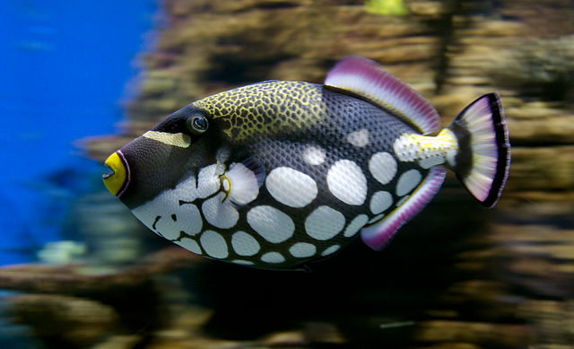 most colorful marine fish: clown triggerfish