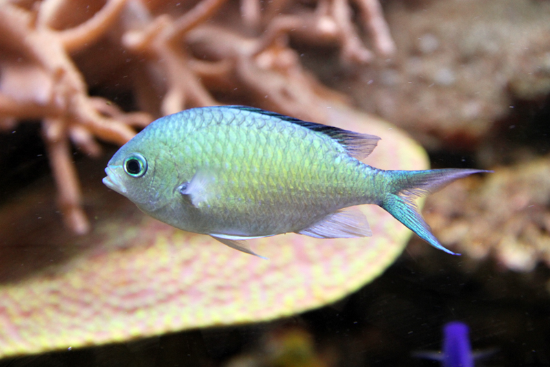 Chromis marine fish