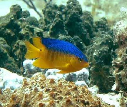 Damselfish by reef