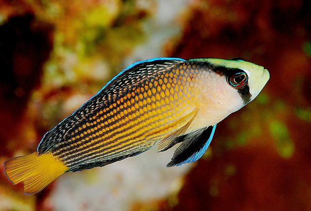 Dottyback fish