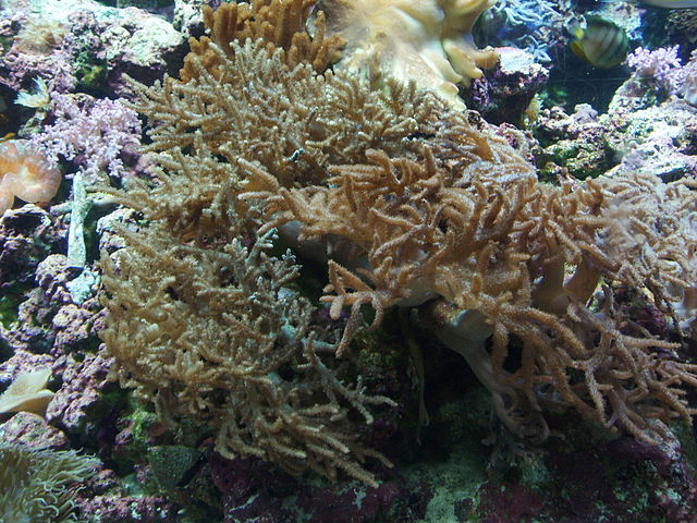 Sinularia Finger Coral