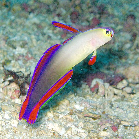 Firefish in reef safe aquarium