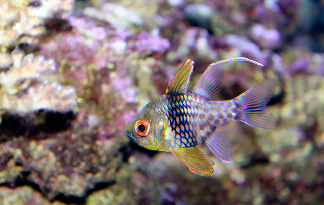 reef safe Pajama Cardinalfish