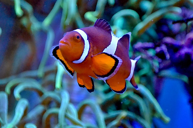 reef safe fish