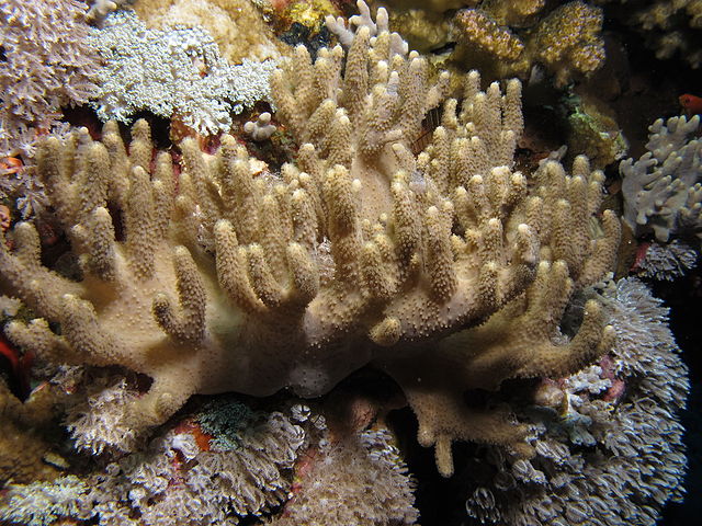 Sinularia Leather Coral