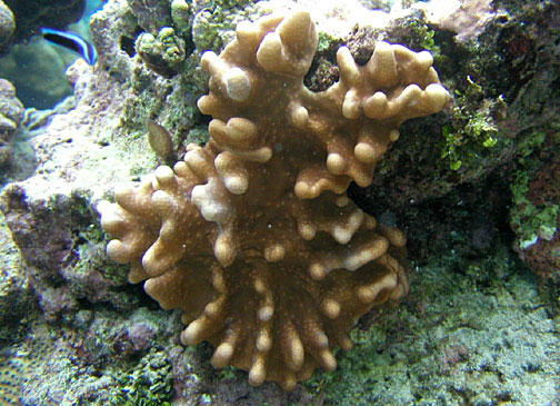 Devils Hand Coral