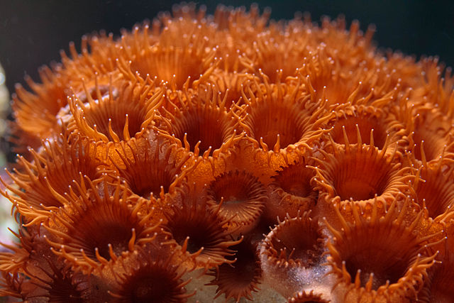 Palythoa soft coral