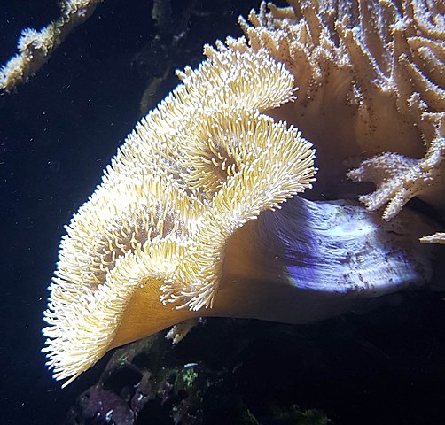 Toadstool leather coral 