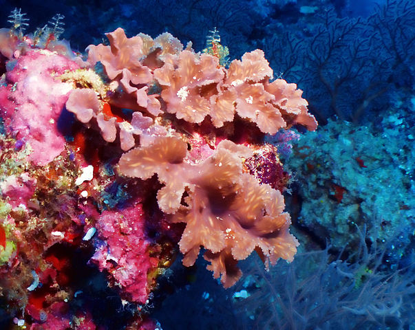 Cabbage Leather coral