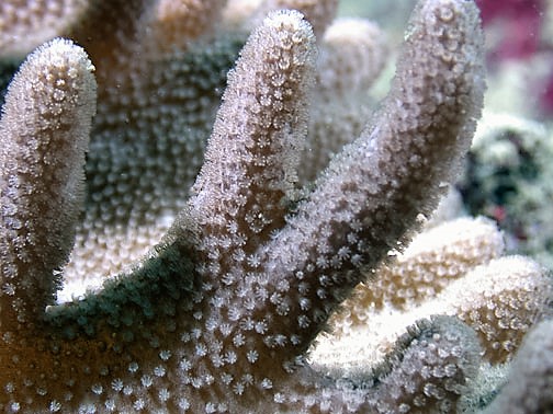 Sinularia polyps feeding