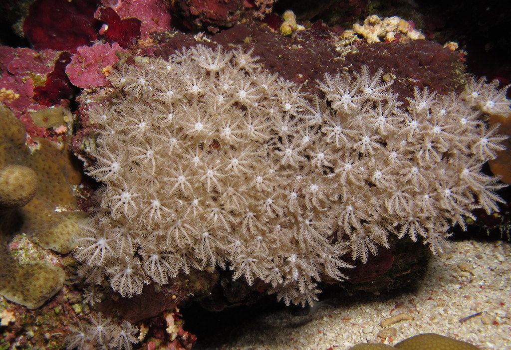 Types of soft corals