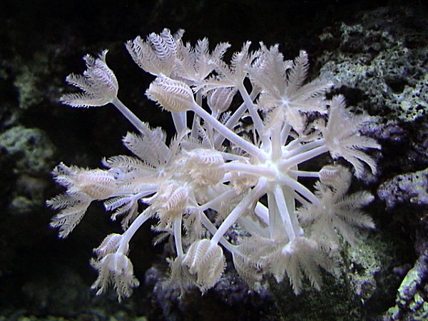 Xenia Soft Coral