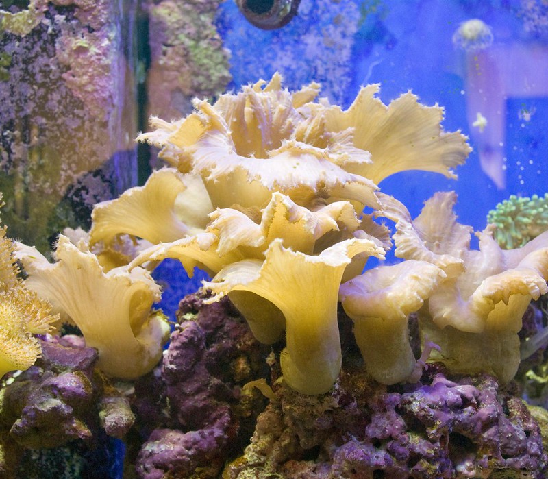 cabbage leather coral