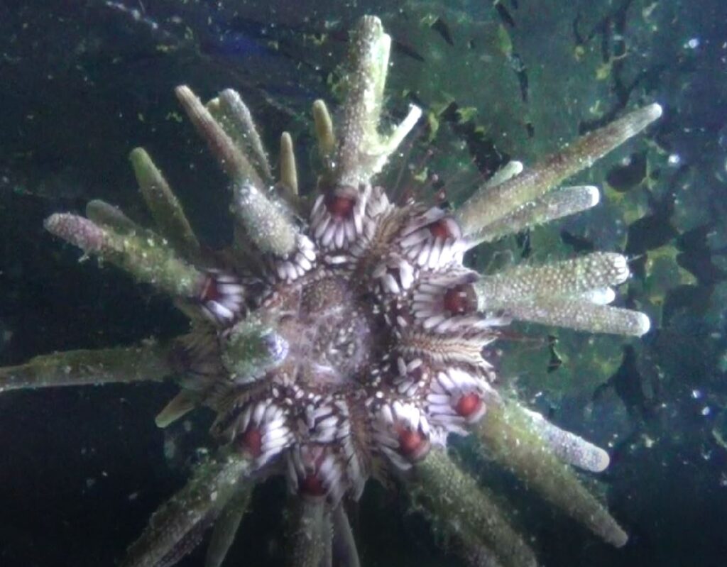 pencil urchin