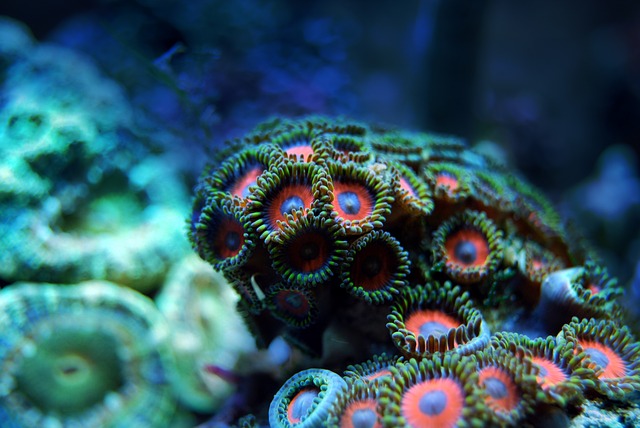 Zoanthid coral