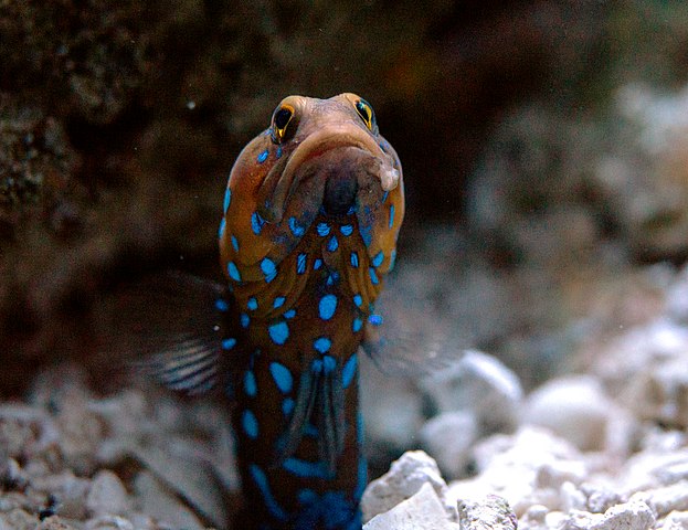 jawfish in aquarium