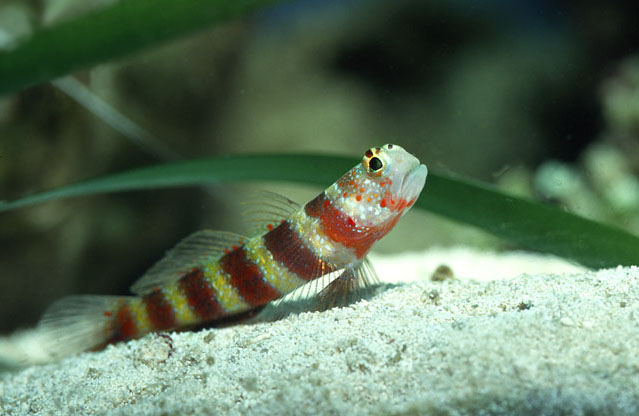 Wheeler's Goby