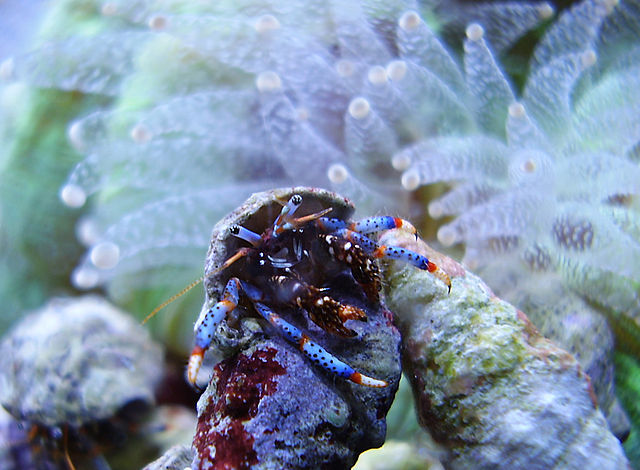 blue leg hermit crab on cyanobacteria