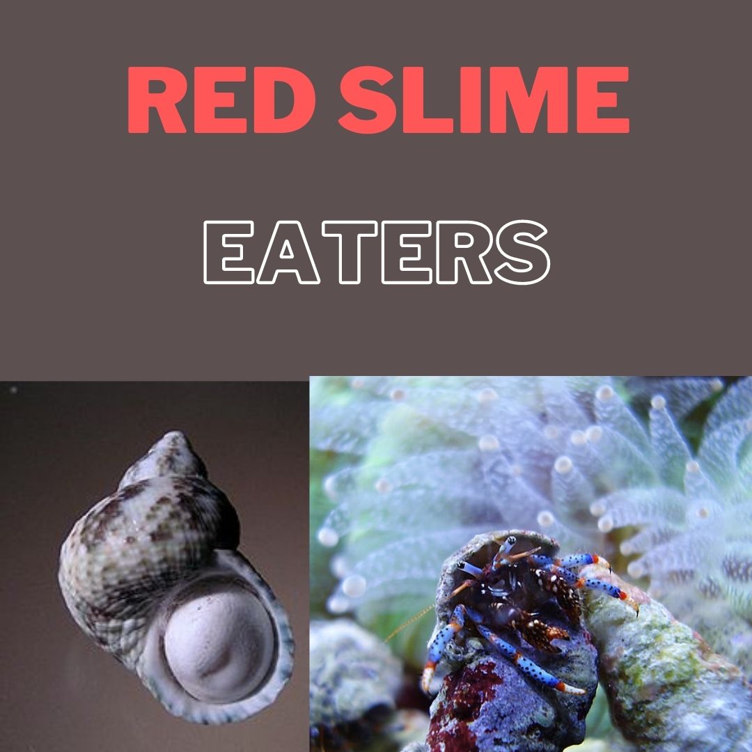 red slime algae eaters