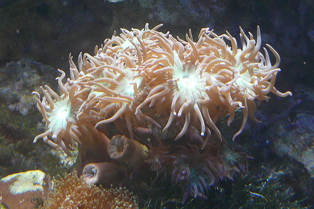Duncan Coral reef tank