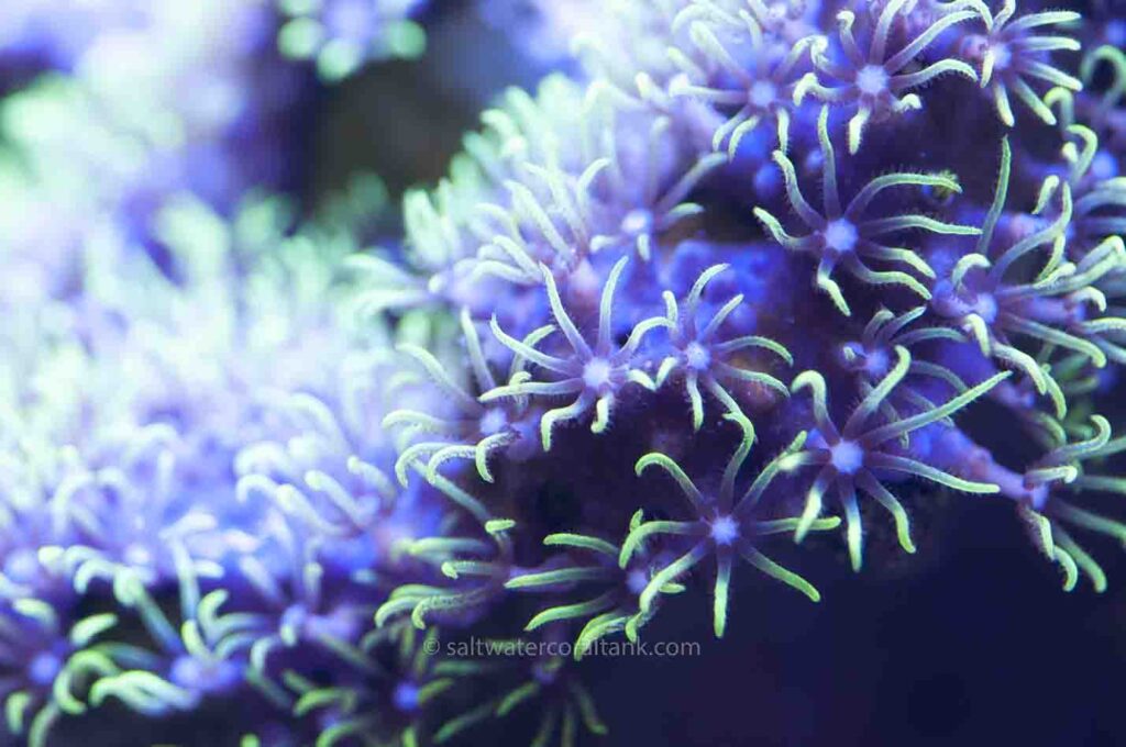 Green Star Polyp Coral