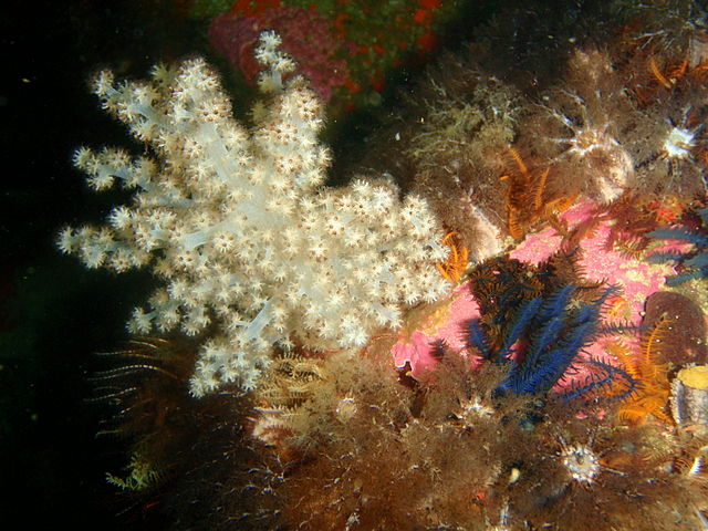 Kenya Tree Coral