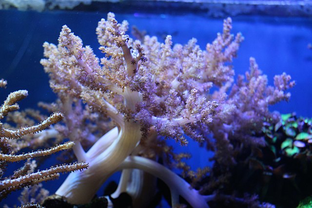 Kenya Tree Coral