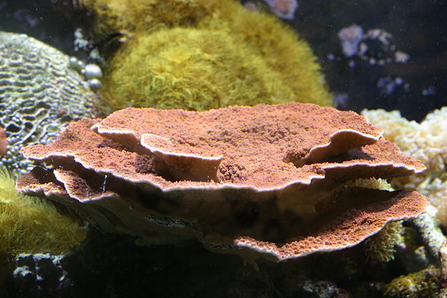 montipora coral