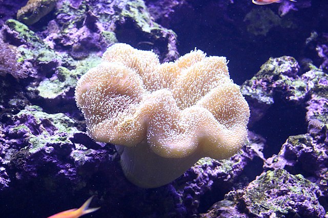 Toadstool Leather Sarcophyton