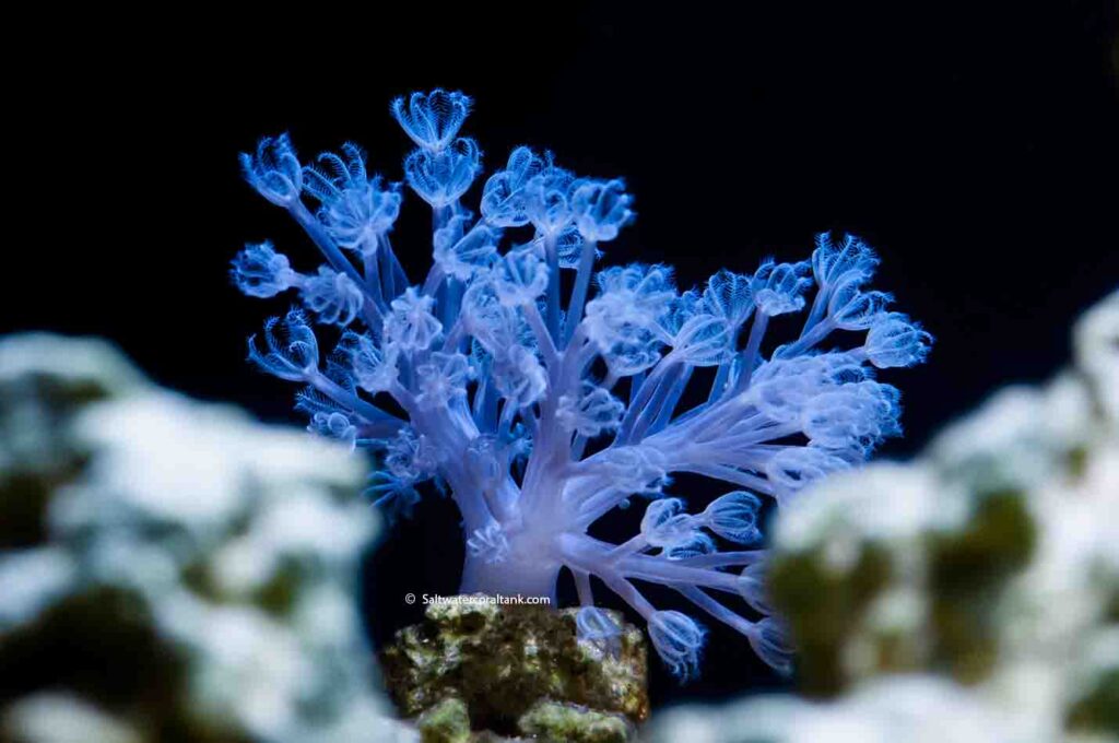 Vargas Cespitularia coral