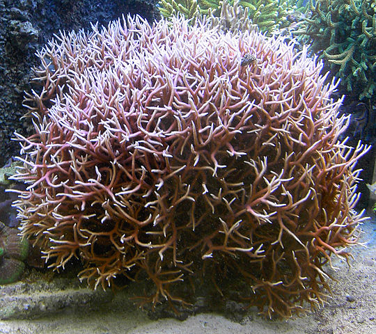 birds nest coral