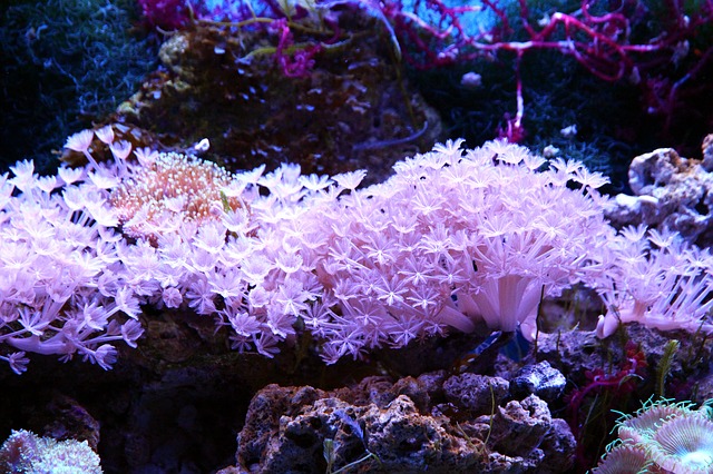 fast growing corals