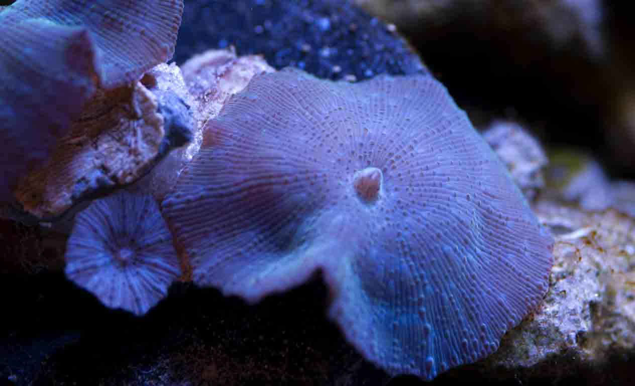 Mere Hyret Nathaniel Ward Discosoma Mushroom Coral - Salt Water Coral Tank