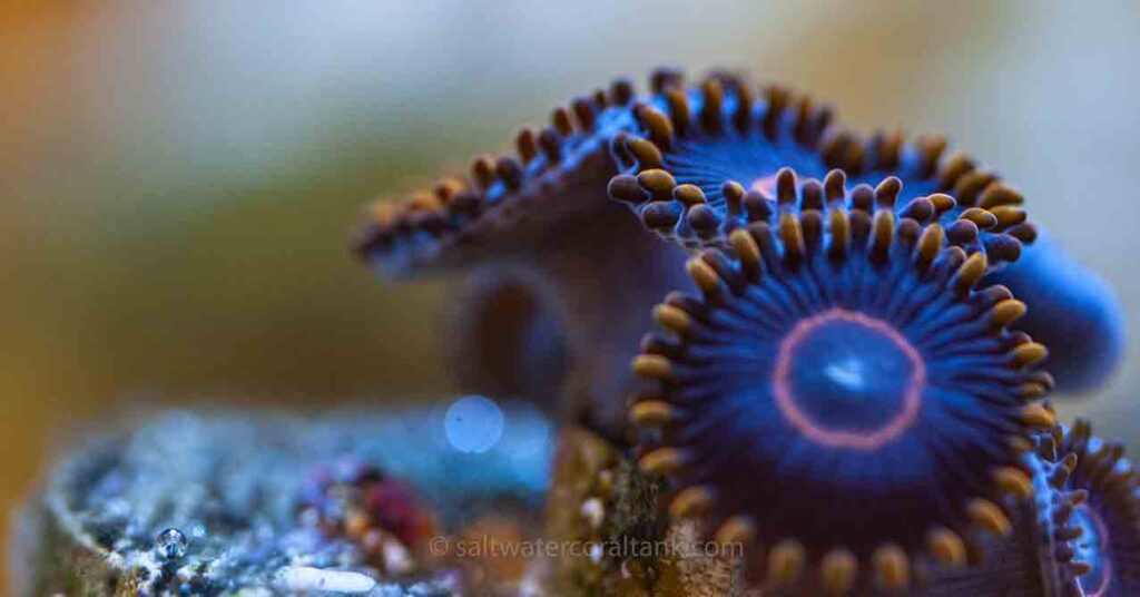 zoanthid coral