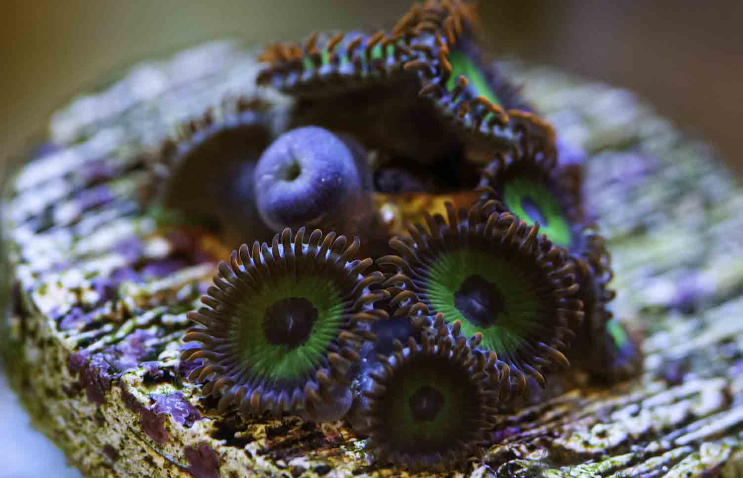 Feeding Zoanthid Coral