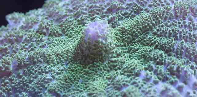 Rhodactis mushroom coral feeding