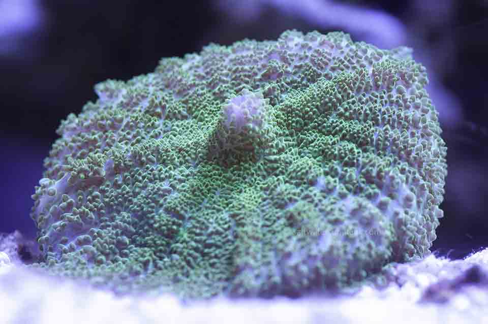Rhodactis mushroom coral