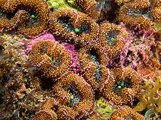 Ricordea Florida mushroom coral