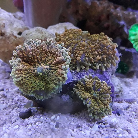 Ricordea Yuma coral