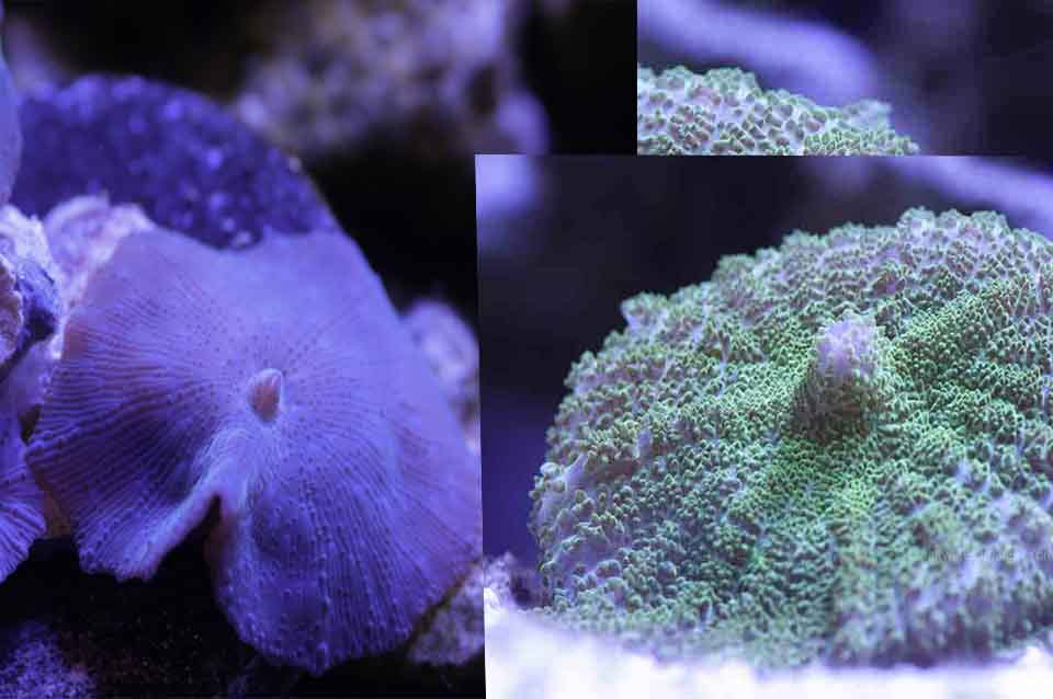 types of mushroom corals