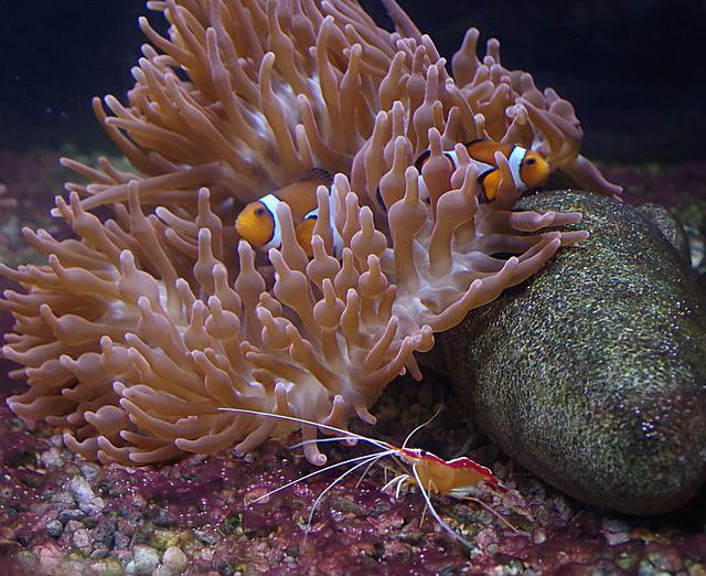 clownfish in bubble tip anemone