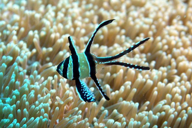 Banggai cardinalfish