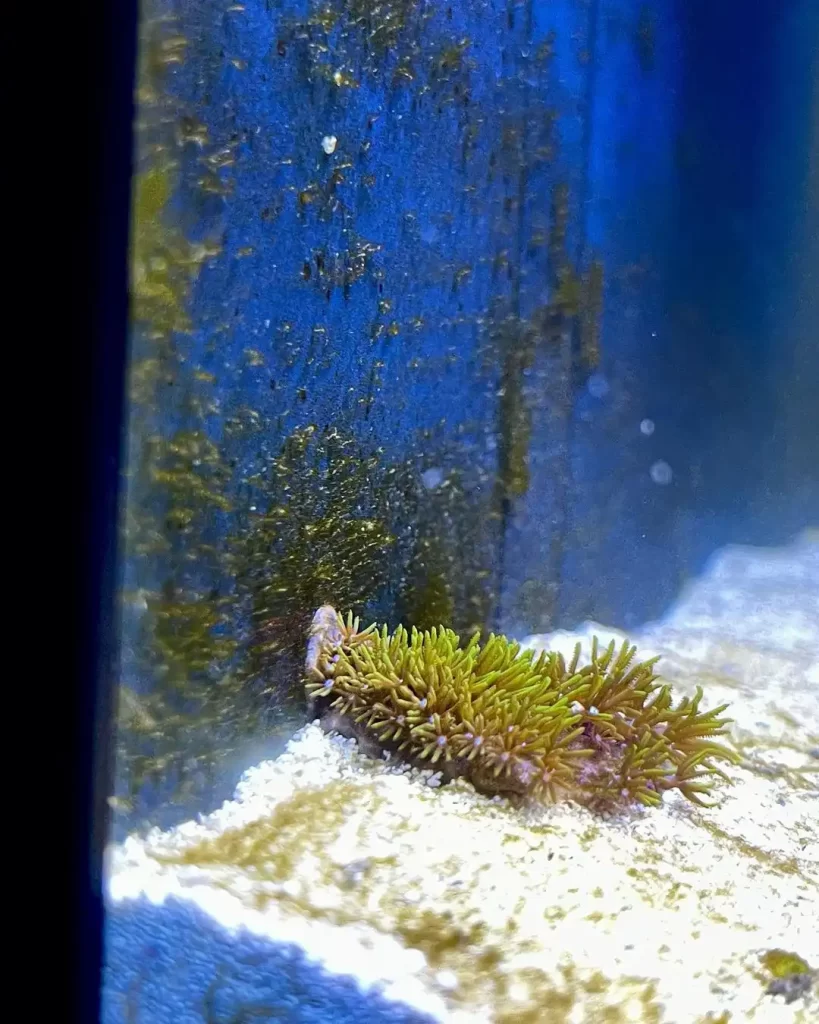 GSP coral growing on back wall