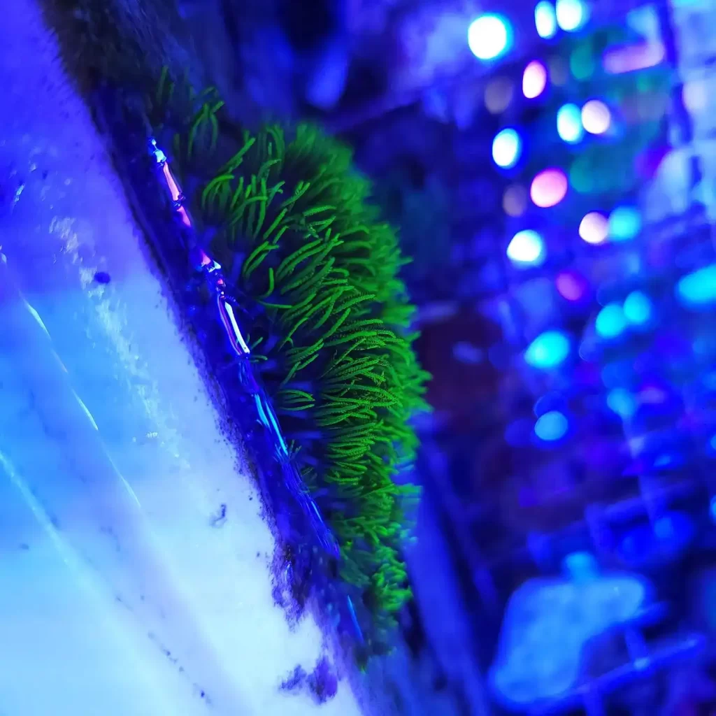 Green Star Polyp on glass