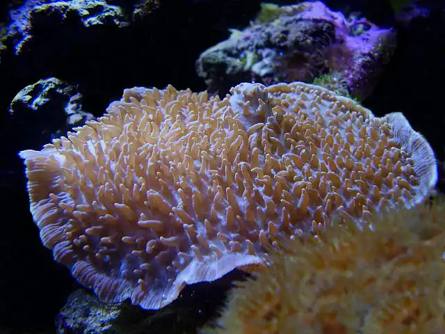 Hairy Mushroom Coral