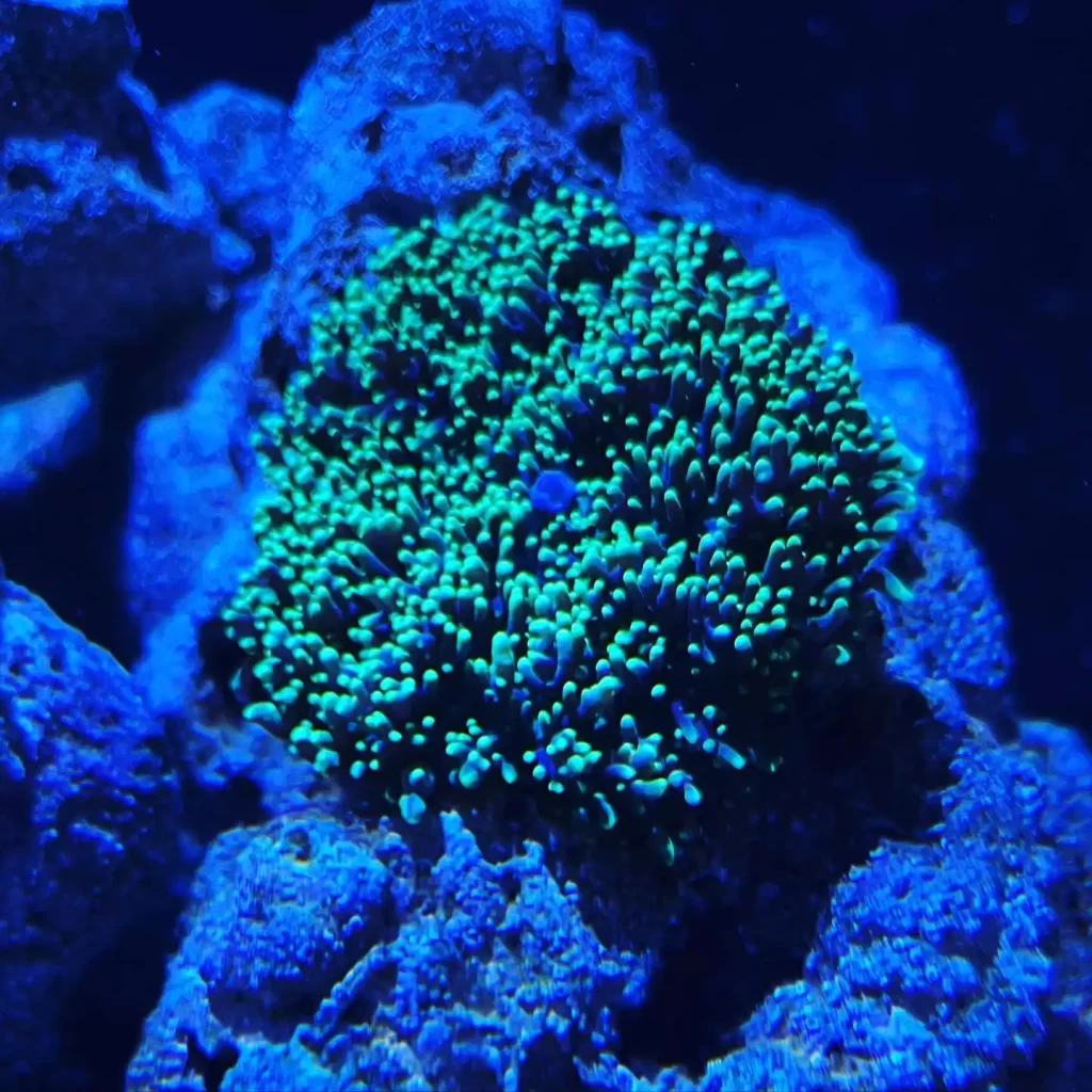 green hairy mushroom coral