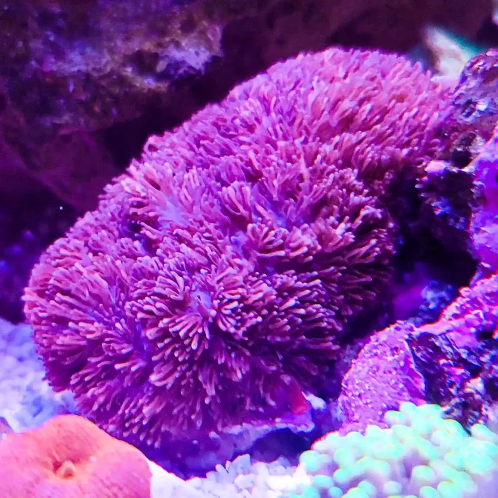 purple hairy mushroom coral