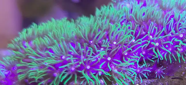 green star polyp corals